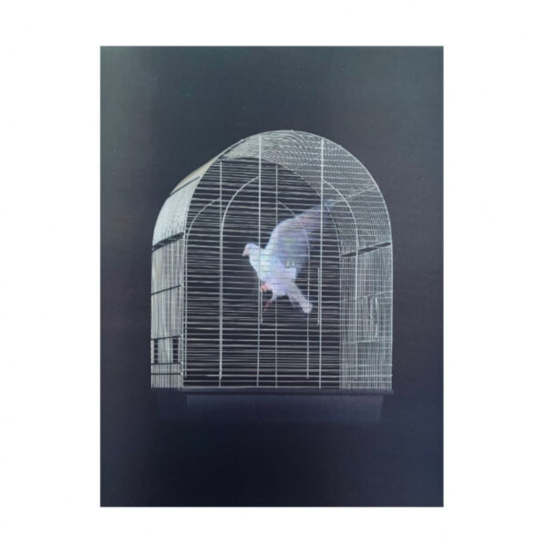 Digital Dove